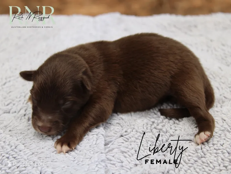 Liberty  – Australian Shepherd puppy for sale in Moss, TN
