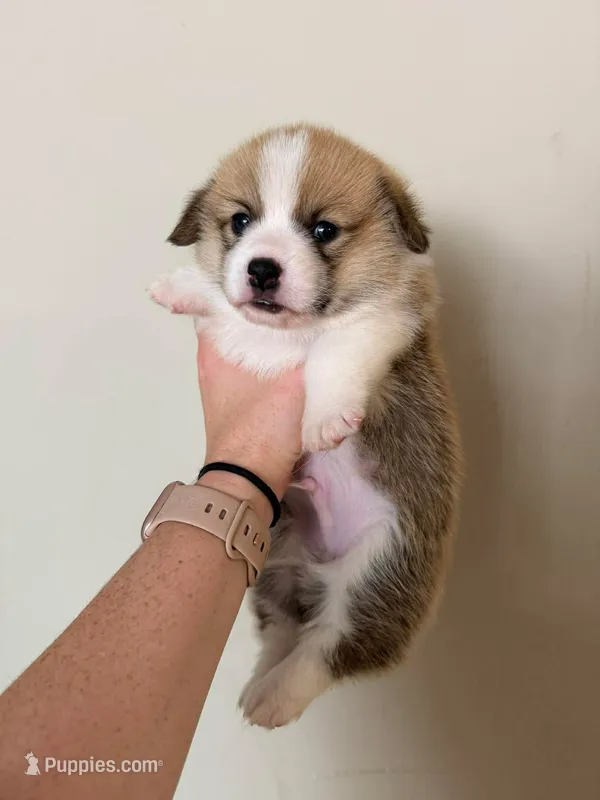 Boy 1 – Pembroke Welsh Corgi puppy for sale in Moss, TN