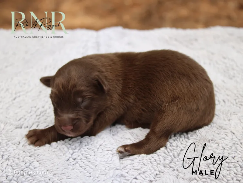 Glory – Australian Shepherd puppy for sale in Moss, TN