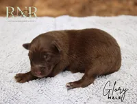 Glory, a male Australian Shepherd for sale in Moss, TN – 1 of 1