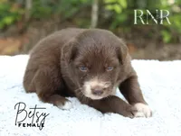 Betsy, a female Australian Shepherd for sale in Moss, TN – 3 of 5