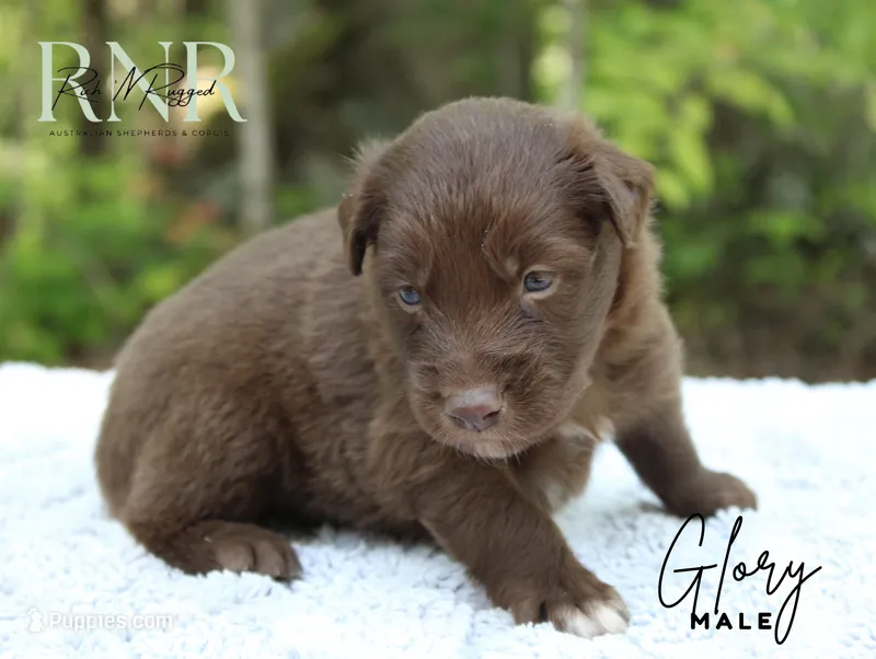 Glory – Australian Shepherd puppy for sale in Moss, TN