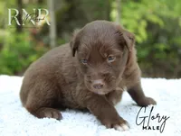 Glory, a male Australian Shepherd for sale in Moss, TN – 3 of 5