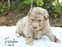 Freedom, a male Australian Shepherd for sale in Moss, TN – 4 of 5