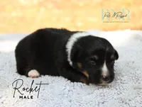 Rocket, a male Pembroke Welsh Corgi for sale in Moss, TN – 4 of 5