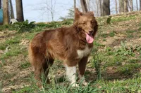 Pearl, a female Australian Shepherd for sale in Moss, TN – 4 of 4