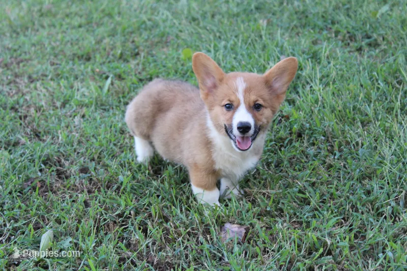 Roman  – Pembroke Welsh Corgi puppy for sale in Moss, TN