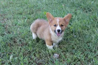 Roman , a male Pembroke Welsh Corgi for sale in Moss, TN – 2 of 8