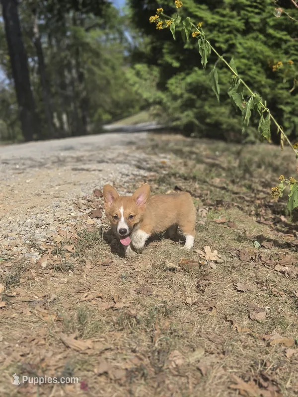 Roman  – Pembroke Welsh Corgi puppy for sale in Moss, TN