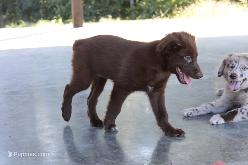 Glory – Australian Shepherd puppy for sale in Moss, TN