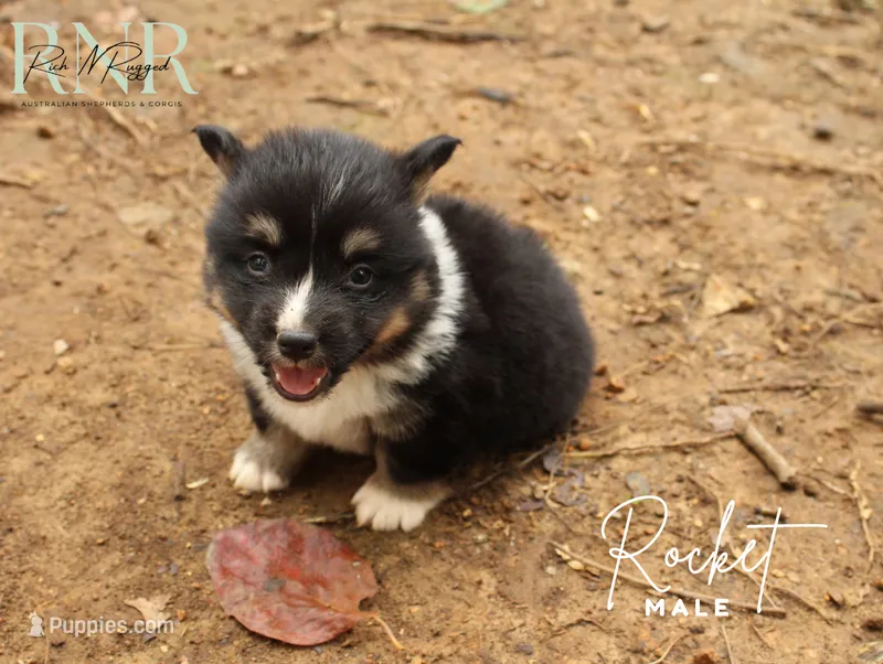 Rocket – Pembroke Welsh Corgi puppy for sale in Moss, TN
