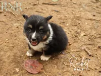 Rocket, a male Pembroke Welsh Corgi for sale in Moss, TN – 2 of 5