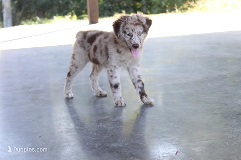 Freedom – Australian Shepherd puppy for sale in Moss, TN