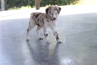 Freedom, a male Australian Shepherd for sale in Moss, TN – 1 of 7