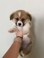 Boy 2, a male Pembroke Welsh Corgi for sale in Moss, TN – 8 of 8