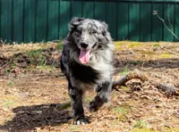 Haggard, a male Australian Shepherd for sale in Moss, TN – 4 of 4