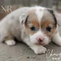 Chowder, a male Cardigan Welsh Corgi and Pembroke Welsh Corgi for sale in Moss, TN – Photo 6 of 10