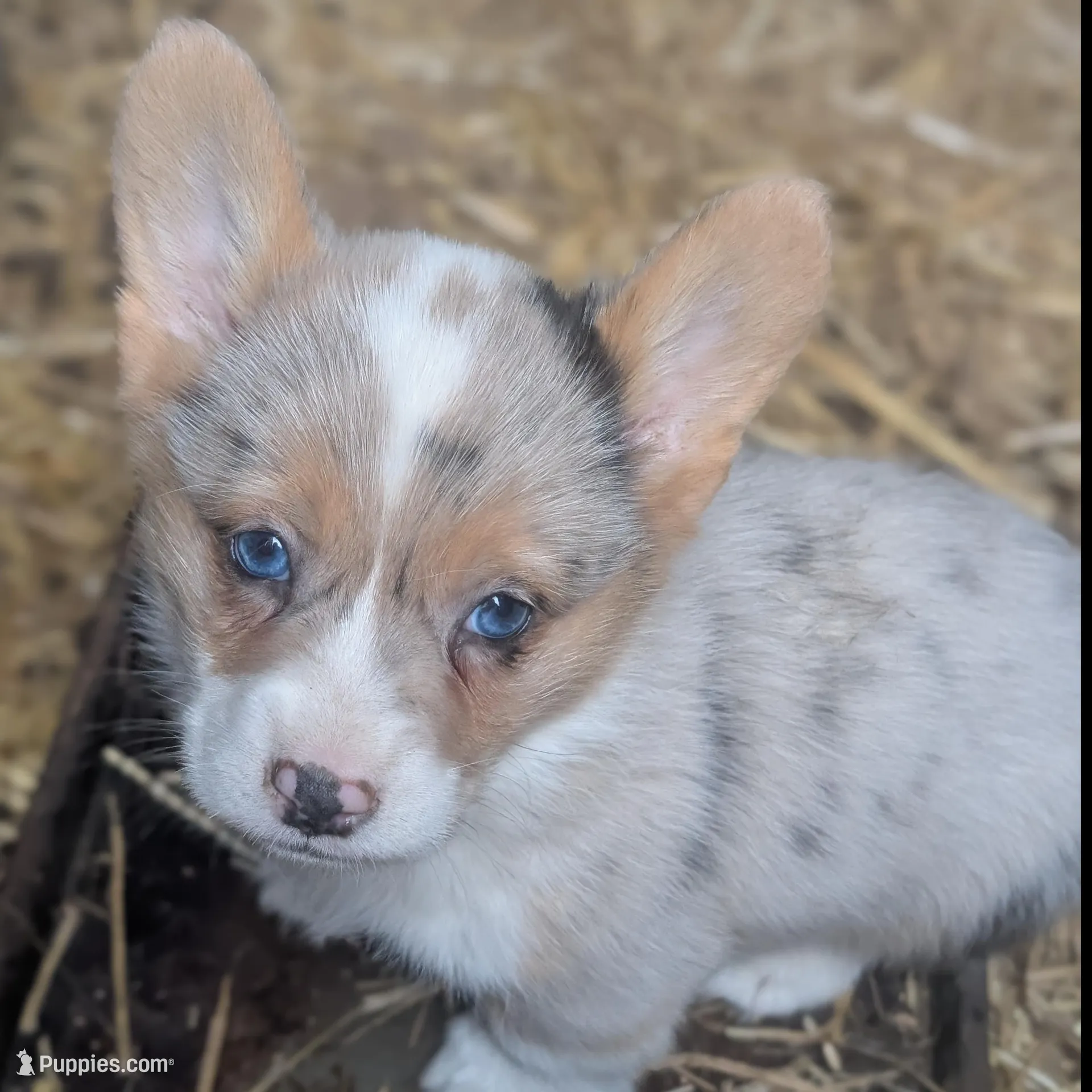 Chowder, a male Cardigan Welsh Corgi and Pembroke Welsh Corgi for sale in Moss, TN – Photo 4 of 10