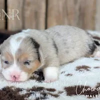 Chowder, a male Cardigan Welsh Corgi and Pembroke Welsh Corgi for sale in Moss, TN – Photo 7 of 10