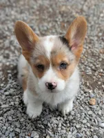 Chowder, a male Cardigan Welsh Corgi and Pembroke Welsh Corgi for sale in Moss, TN – Photo 2 of 10