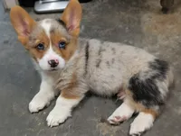 Chowder, a male Cardigan Welsh Corgi and Pembroke Welsh Corgi for sale in Moss, TN – Photo 10 of 10