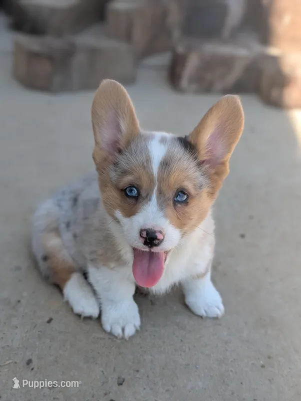 Chowder – Cardigan Welsh Corgi, Pembroke Welsh Corgi puppy for sale in Moss, TN