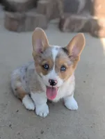 Chowder, a male Cardigan Welsh Corgi and Pembroke Welsh Corgi for sale in Moss, TN – Photo 1 of 10