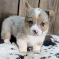 Chowder, a male Cardigan Welsh Corgi and Pembroke Welsh Corgi for sale in Moss, TN – Photo 3 of 10