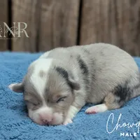 Chowder, a male Cardigan Welsh Corgi and Pembroke Welsh Corgi for sale in Moss, TN – Photo 8 of 10