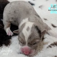 Chowder, a male Cardigan Welsh Corgi and Pembroke Welsh Corgi for sale in Moss, TN – Photo 5 of 10