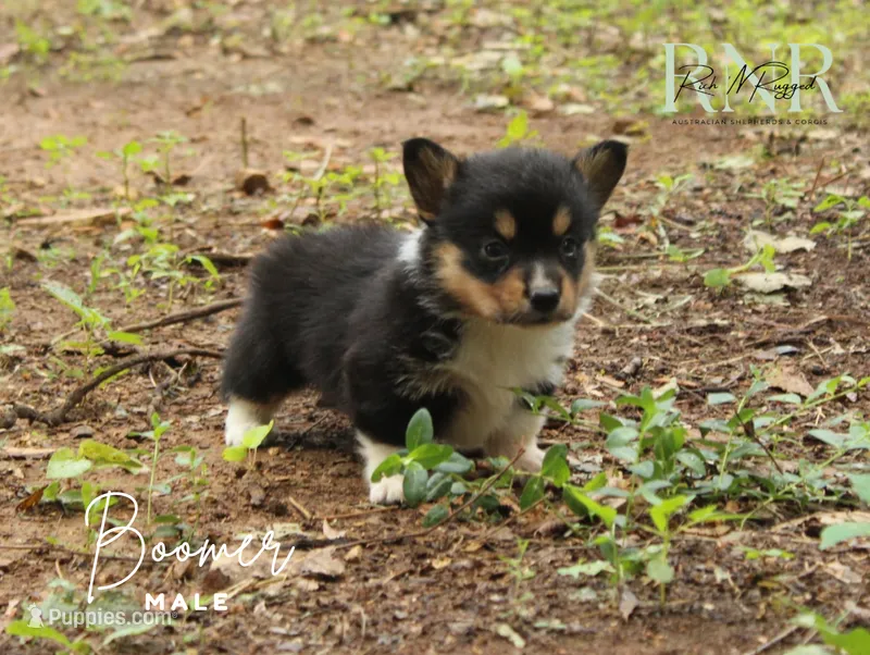 Boomer – Pembroke Welsh Corgi puppy for sale in Moss, TN