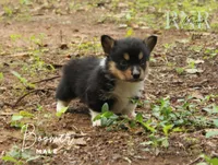 Boomer, a male Pembroke Welsh Corgi for sale in Moss, TN – 2 of 5