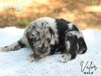 Valor, a male Australian Shepherd for sale in Moss, TN – 4 of 5