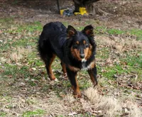 Tikka, a female Australian Shepherd for sale in Moss, TN – 3 of 4