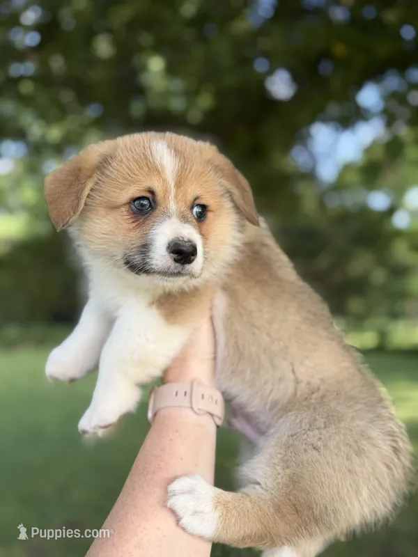 Boy 2 – Pembroke Welsh Corgi puppy for sale in Moss, TN