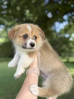 Boy 2, a male Pembroke Welsh Corgi for sale in Moss, TN – 1 of 8