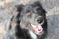 Taz, a female Australian Shepherd for sale in Moss, TN – 3 of 4