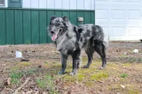 Haggard, a male Australian Shepherd for sale in Moss, TN – Photo 5 of 5