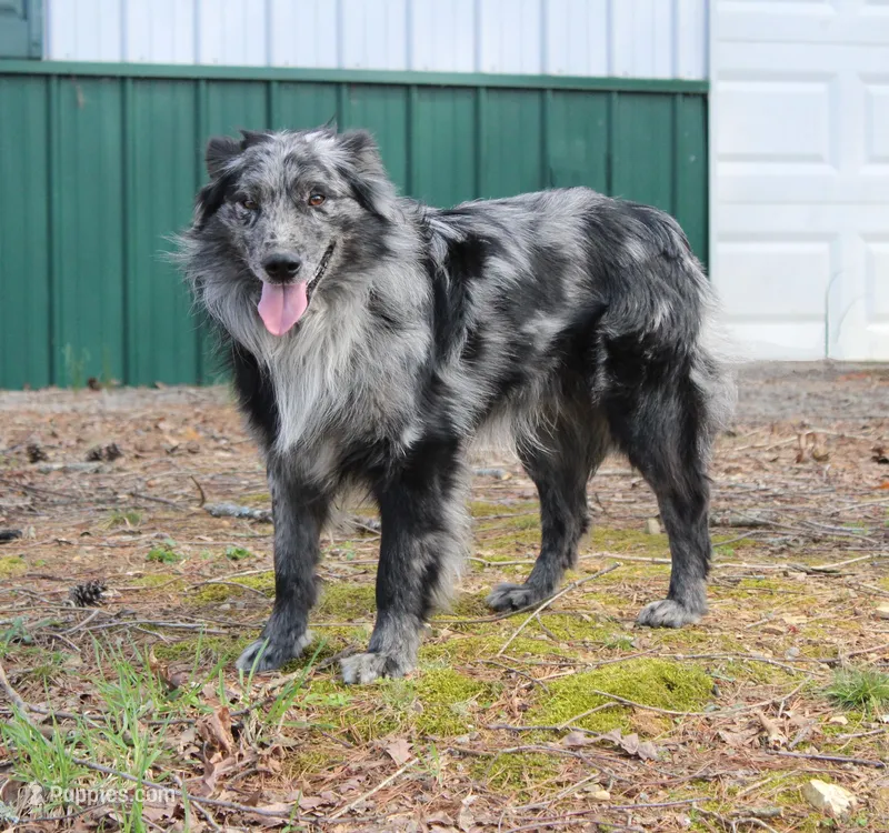 Haggard – Australian Shepherd puppy for sale in Moss, TN