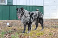 Haggard, a male Australian Shepherd for sale in Moss, TN – Photo 4 of 5