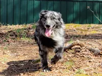 Haggard, a male Australian Shepherd for sale in Moss, TN – Photo 2 of 5
