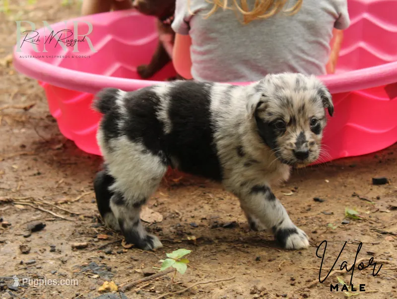 Valor – Australian Shepherd puppy for sale in Moss, TN