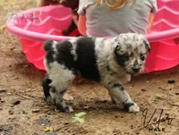 Valor, a male Australian Shepherd for sale in Moss, TN – 2 of 5