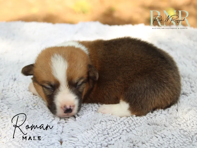Roman  – Pembroke Welsh Corgi puppy for sale in Moss, TN