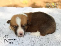 Roman , a male Pembroke Welsh Corgi for sale in Moss, TN – 4 of 5