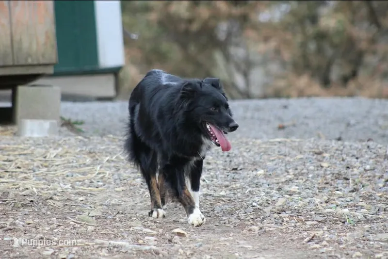Taz – Australian Shepherd puppy for sale in Moss, TN