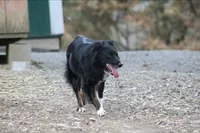 Taz, a female Australian Shepherd for sale in Moss, TN – 1 of 4