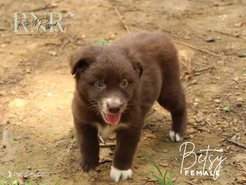Betsy – Australian Shepherd puppy for sale in Moss, TN