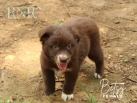 Betsy, a female Australian Shepherd for sale in Moss, TN – 1 of 5