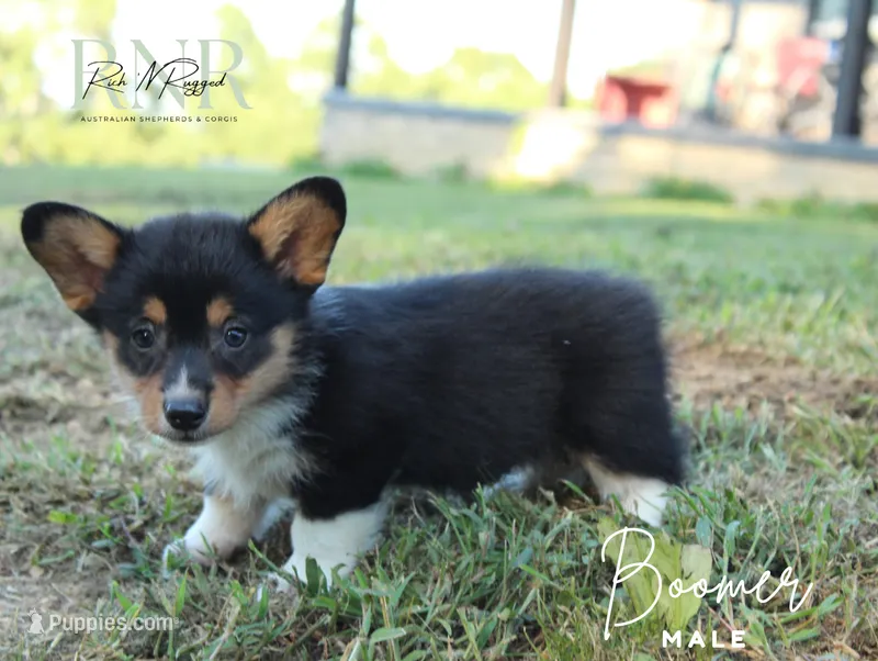 Boomer – Pembroke Welsh Corgi puppy for sale in Moss, TN